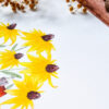 Illustration Maison aux rudbeckies – Image 2